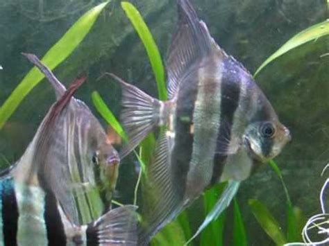 angelfish youtube|full grown angelfish.